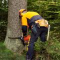 Lorem ipsum dolor sit amet adipiscing elit