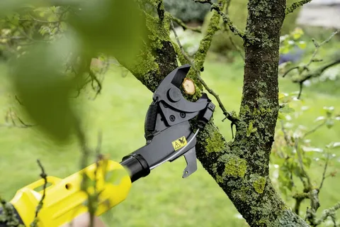 Branch & Limb Removal